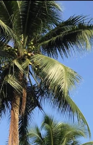 coconut-tree