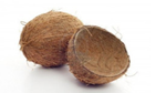 coconuts_shell.png