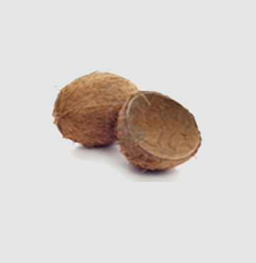 Coconut Shell